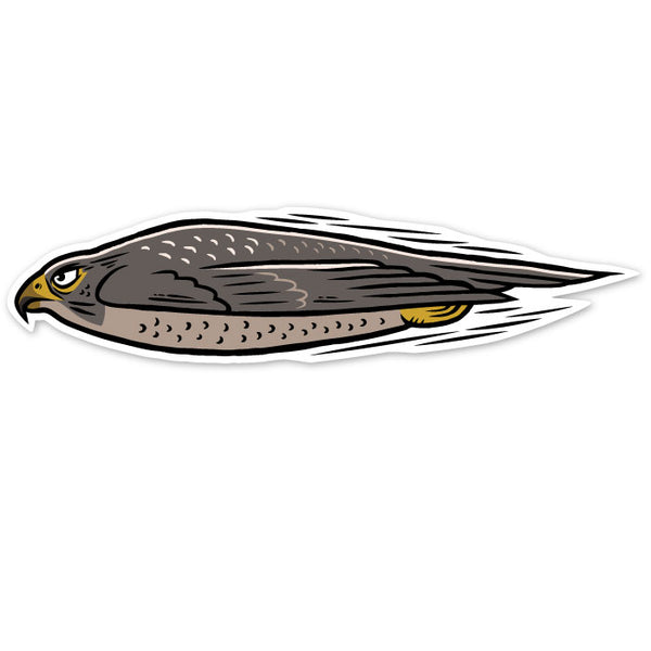 Peregrine Falcon - Left